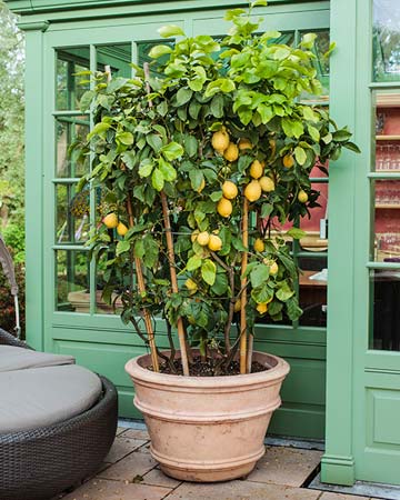 lemon tree